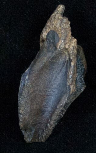 Large Triceratops Tooth Crown - #11378